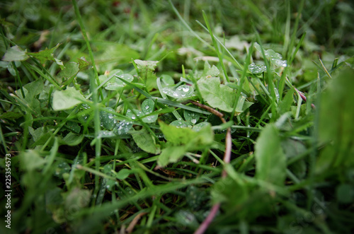 wet grass 