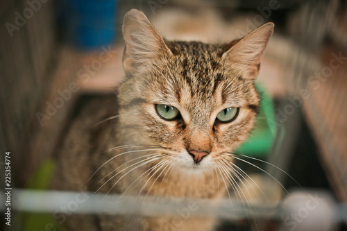 Chat abandonné II