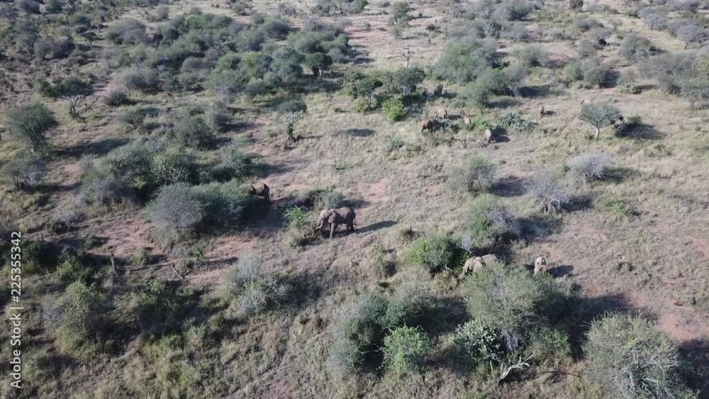Herd of African Elephants video by aerial drone. Herd of African Elephants video by aerial drone.