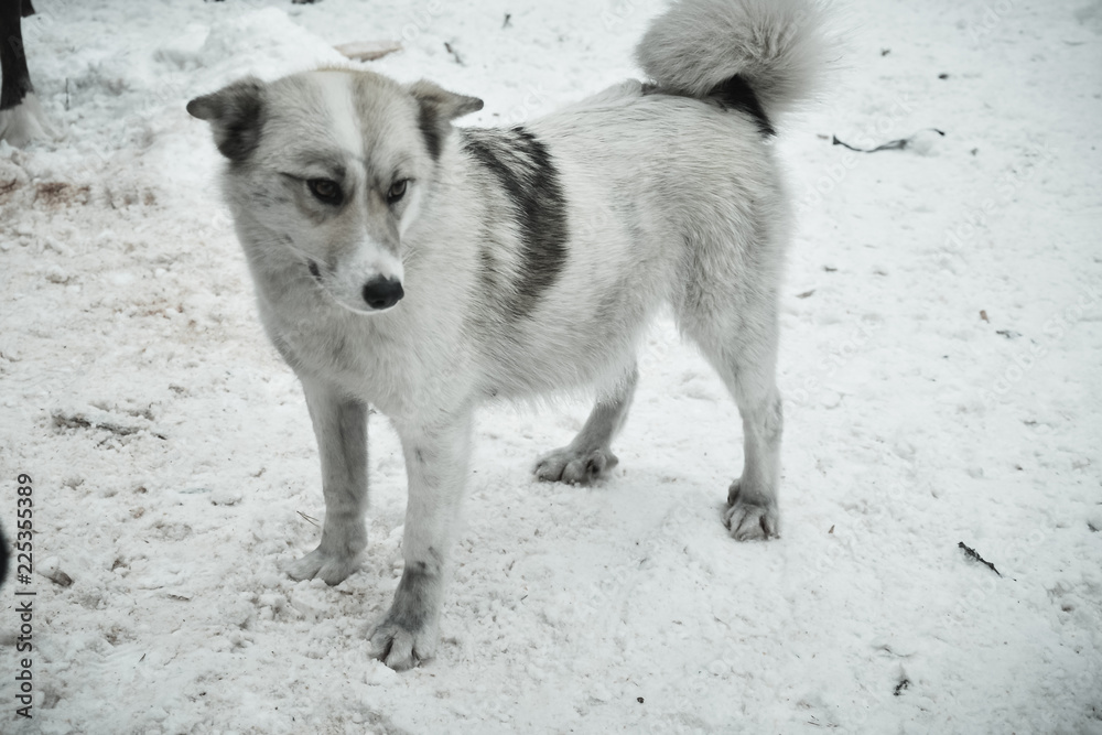 Naklejka premium travel to reindeer herders