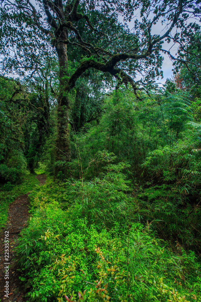 Detail of the enchanted forest in carretera austral, Bosque encantado Chile patagonia Detail of the enchanted forest in carretera austral, Bosque encantado Chile patagonia