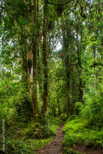 Fototapeta Naklejka Na Ścianę i Meble -  Detail of the enchanted forest in carretera austral, Bosque encantado Chile patagonia