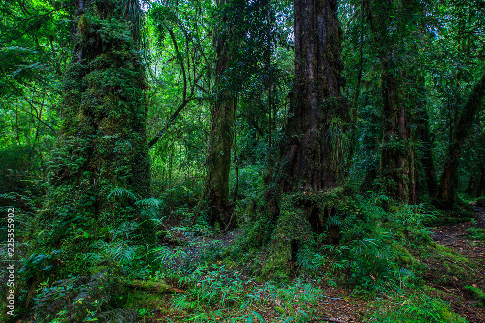 Detail of the enchanted forest in carretera austral, Bosque encantado Chile patagonia Detail of the enchanted forest in carretera austral, Bosque encantado Chile patagonia