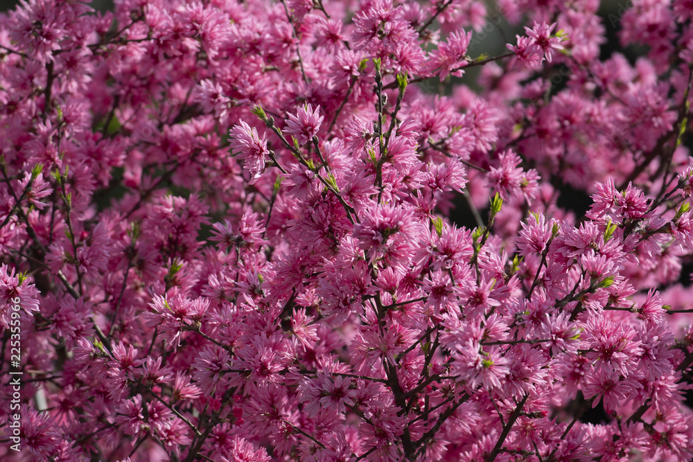 Cheery blossom spring background in Japan. Cheery blossom spring background in Japan.