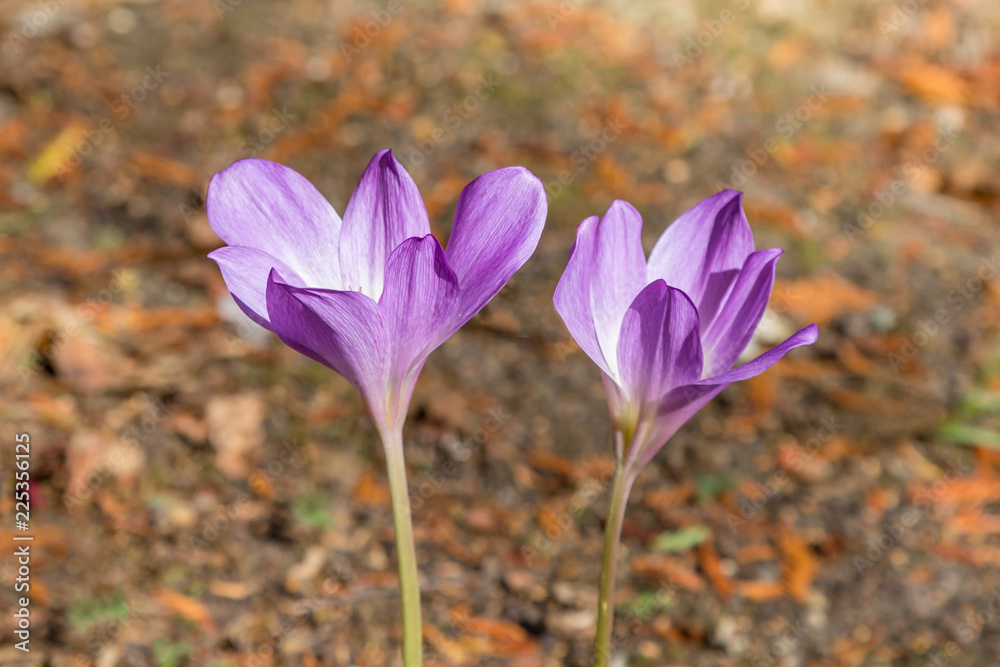 Purple autumn crocus growing a sunny day Purple autumn crocus growing a sunny day