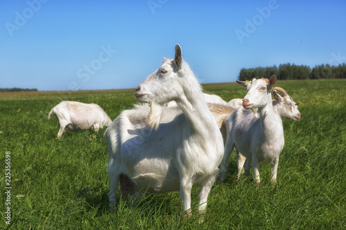 large herd of white goats