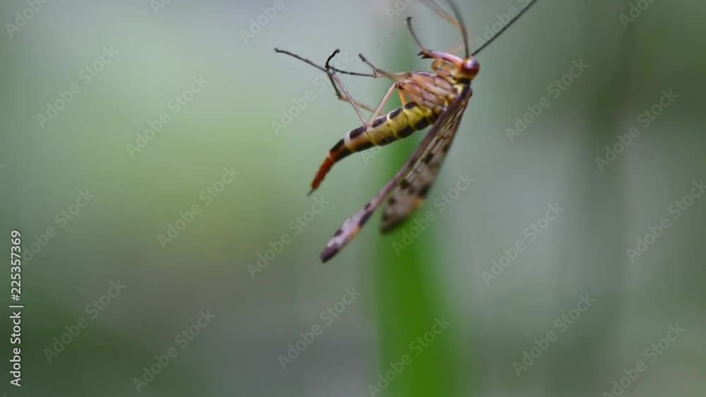 scorpion fly in the cobweb, soft focus , macro scorpion fly in the cobweb, soft focus , macro