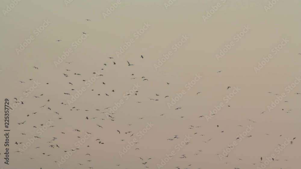Seagulls flying at sunset Seagulls flying at sunset