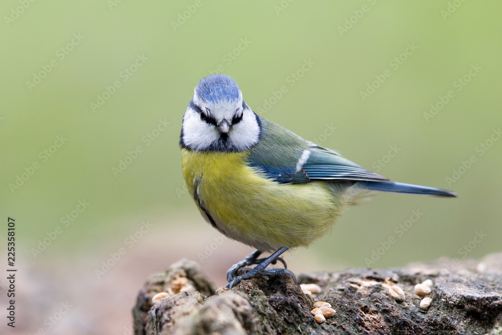 Obraz premium Modraszka (Cyanistes caeruleus) w rezerwacie przyrody Mönchbruch niedaleko Frankfurtu w Niemczech.