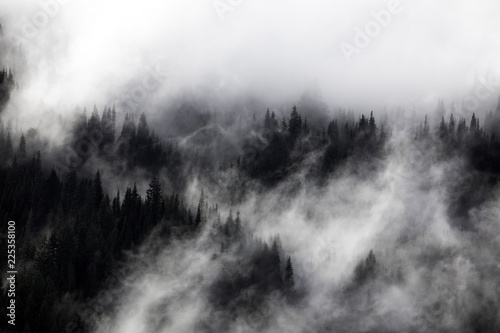 Fog in the forest, North Cascades National Park, WA, USA. 