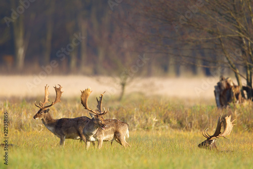 Bild auf Leinwand Eine Gruppe Damhirsche (Dama dama) auf einer Wiese im Naturschutzgebiet Mönchbruch bei Frankfurt, Deutschland