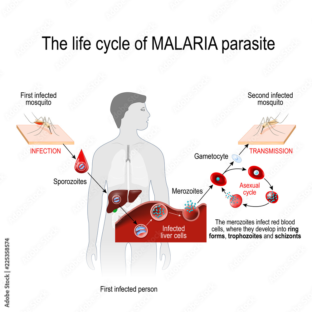life cycle of a malaria parasite Stock Vector | Adobe Stock