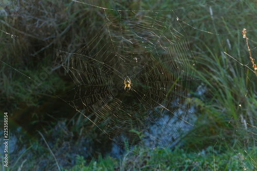 Spider In Middle Of Web 2 photo