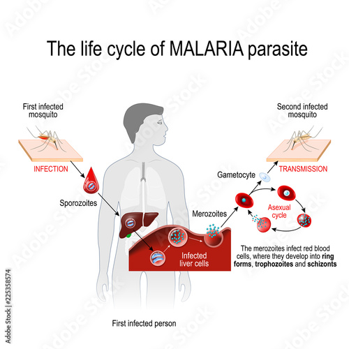 life cycle of a malaria parasite