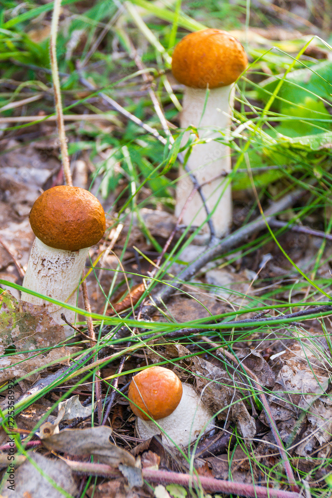 Three fungus of the boletus in natural nature. Russian forest. Food. Three fungus of the boletus in natural nature. Russian forest. Food.
