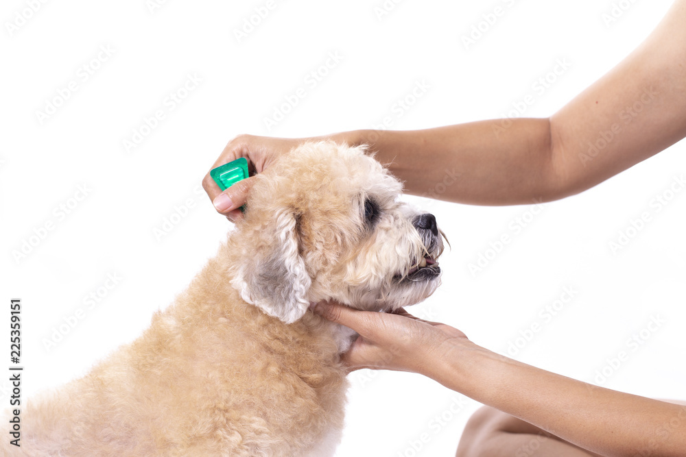 tick and flea prevention for a dog on white background tick and flea prevention for a dog on white background