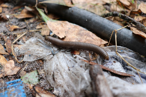 Millipede scrolling through the woods