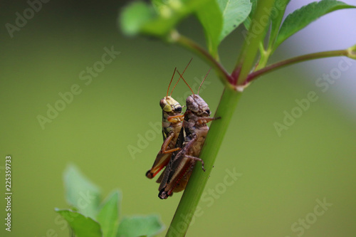 Two Striped Grasshoppers