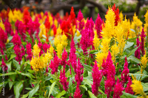 varieties of colorful Celosia Plumosa flower, commonly known as the plumed cockscomb or silver cock's comb. It is a herbaceous plant of tropical origin. The leaves and flowers are edible when boiled. © Victorflowerfly