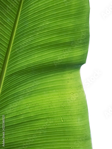 banana leaf wet by rain drop,detail,close-up.