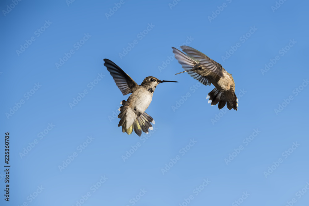 Fototapeta premium Every year in March, just as in Florida Spring Break, Hummingbirds Come in Droves to Southern Nevada, and Compete for Attention, Breed, and Drink as much as Half their Body Weight in Nectar Every Day