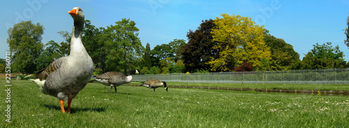 Schilderij op canvas panoramic image with detail of geese on the lawn of a park
