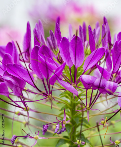 Pink spider flower ( Cleome spinosa ) in close up