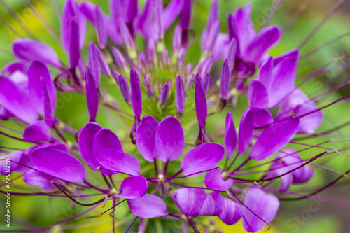 Fototapeta Naklejka Na Ścianę i Meble -  Violet spider flower ( Cleome spinosa ) in close up