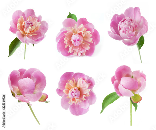 Fototapeta Naklejka Na Ścianę i Meble -  beautiful pink peony set isolated on white background
