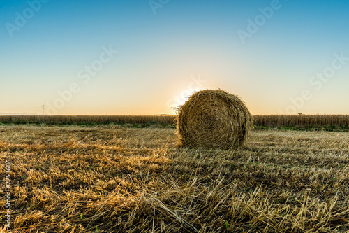 Morning lights over a field of harvest wheat.