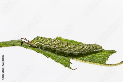 Caterpillar of Tabby butterfly  (Pseudergolis wedah) on its host plant leaf