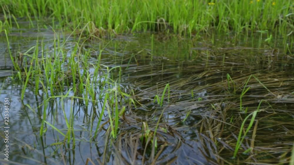 Swamp area in summer Swamp area in summer