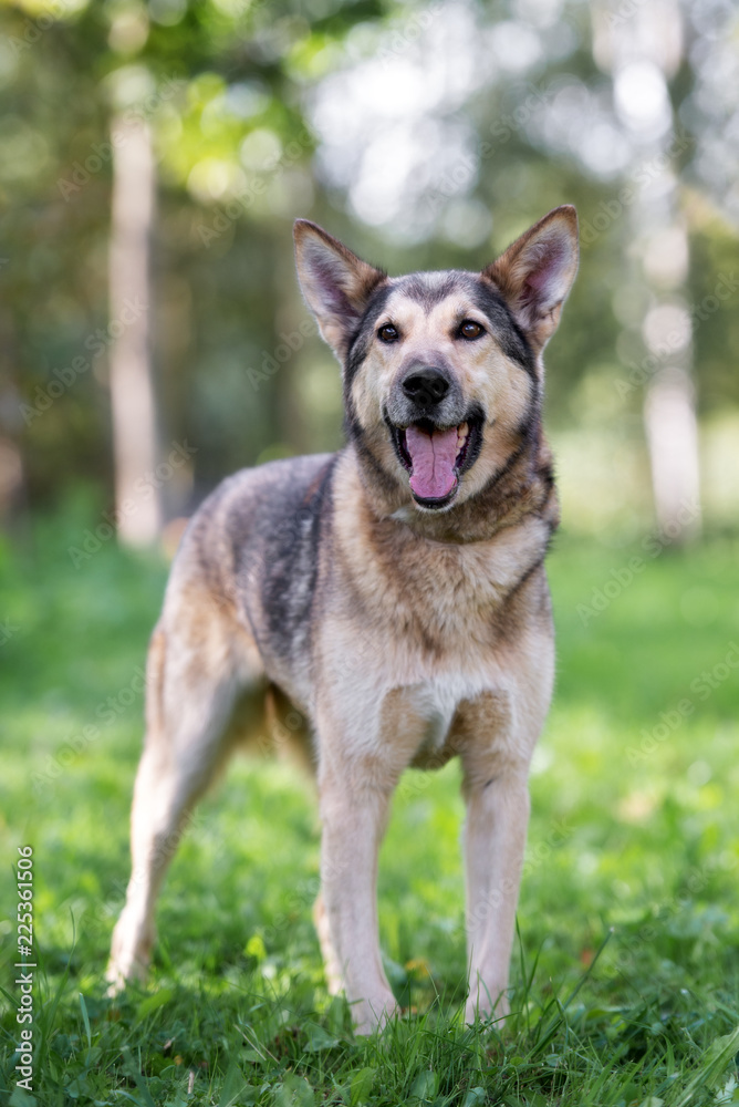 german shepherd mix dog posing outdoors german shepherd mix dog posing outdoors