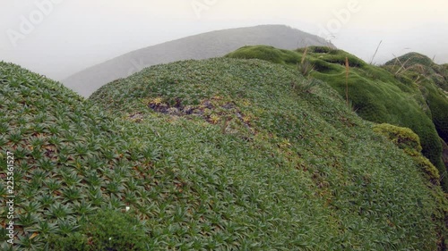 High altitude Andean flora consisting of cushion plants. At 4,200m altitude near Papallacta, Ecuador 