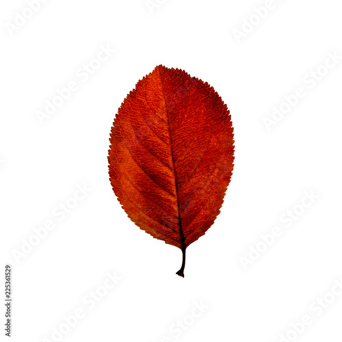 Autumn red  leaf isolated on the white background. Fall leaves.