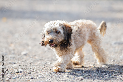 small mixed breed dog walking outdoors