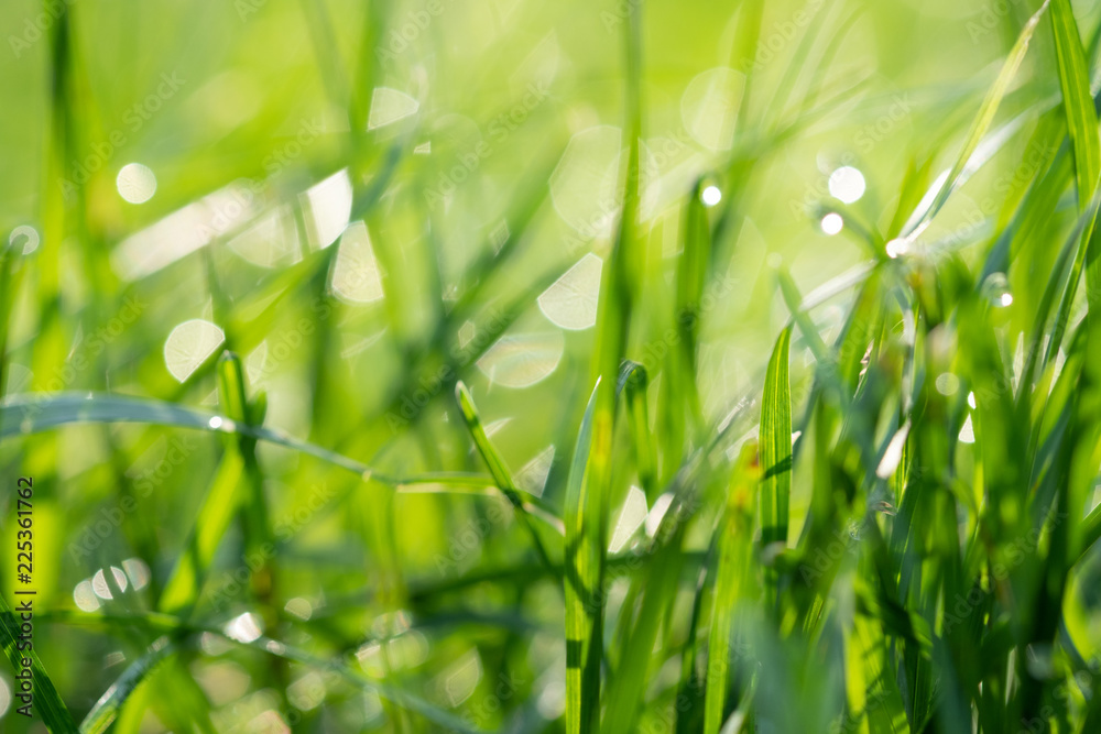 Fototapeta premium Fresh morning dew on spring grass