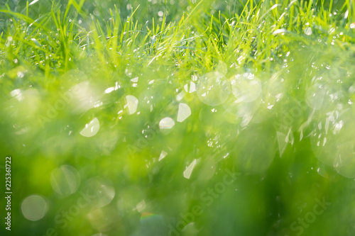 Fresh morning dew on spring grass
