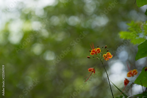 red flower and green bokeh background