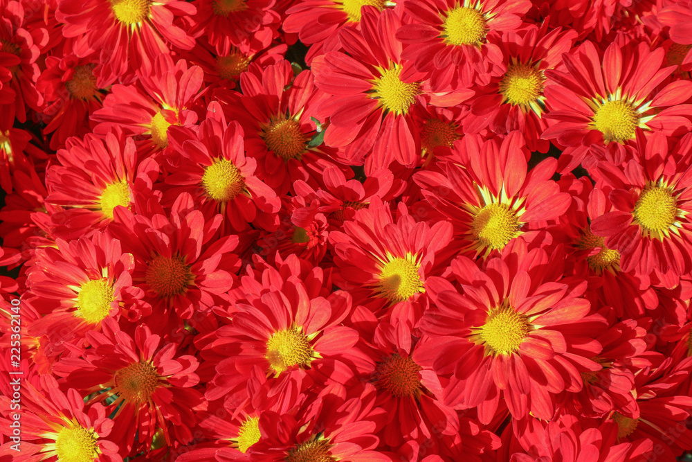 Red daisy flowers on sunny day.