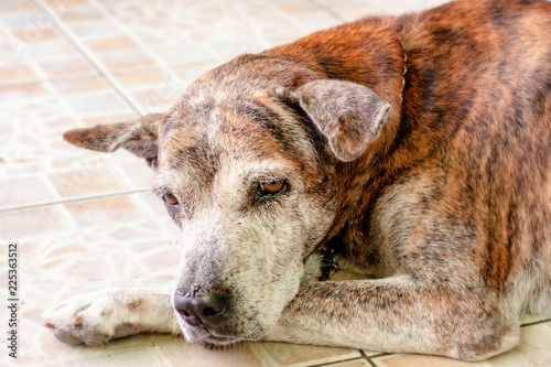 Old dog lying on the floor for animal and pet concept