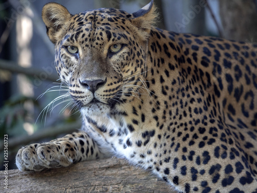 Sri Lanka Leopard  Panthera pardus kotiya  lies on the tree