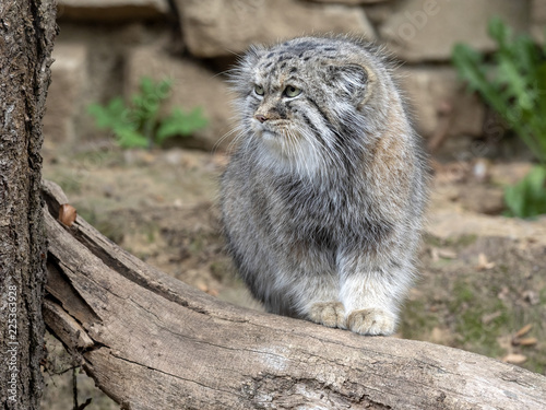 Pallas' cat, Otocolobus manul, one of the most beautiful cats photo