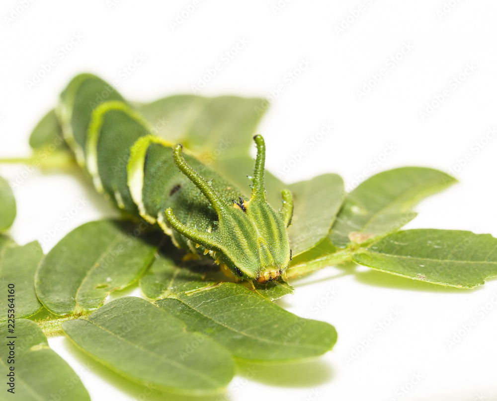 Caterpillar of common nawab butterfly ( Polyura athamas ) in 5th stage walking on host plant leaf Caterpillar of common nawab butterfly ( Polyura athamas ) in 5th stage walking on host plant leaf