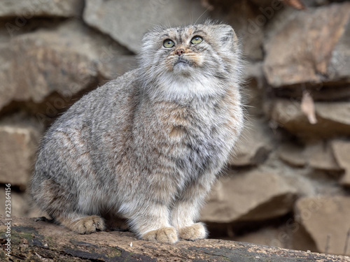 Pallas' cat, Otocolobus manul, one of the most beautiful cats