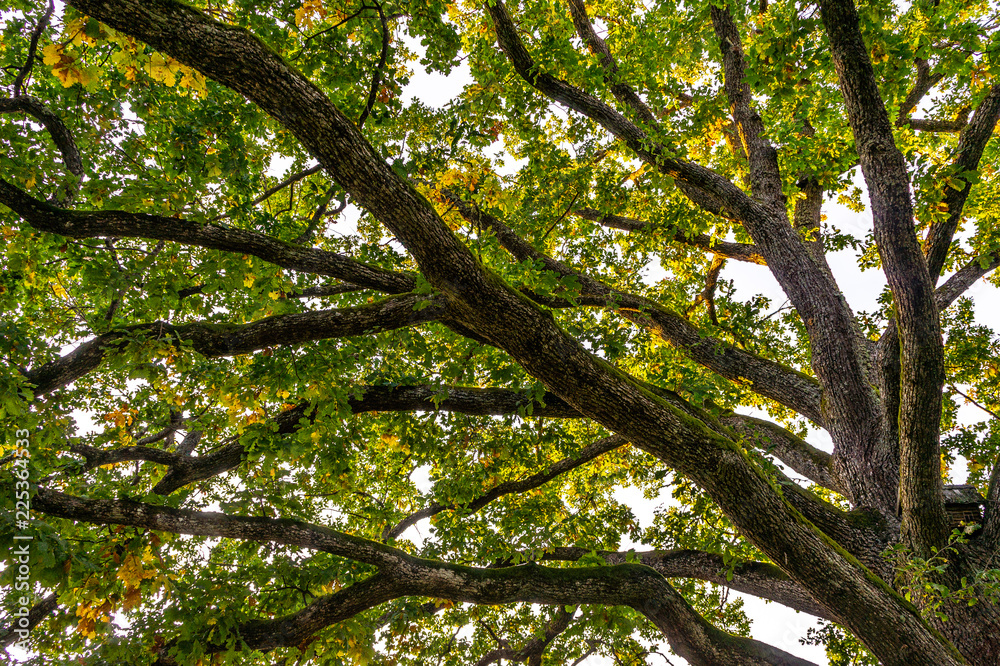 Oak branches in the tree crown with a small house Oak branches in the tree crown with a small house