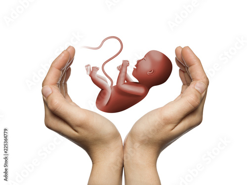Two hands on white isolated background with embryo in center. photo