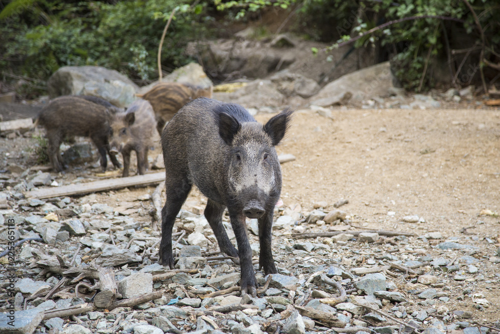 horizontal image of wild pig with front view looking at the photographer horizontal image of wild pig with front view looking at the photographer