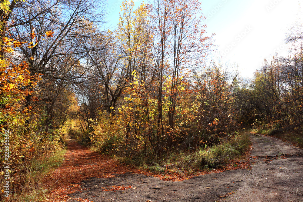 Obraz premium autumn, forest