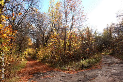 autumn, forest